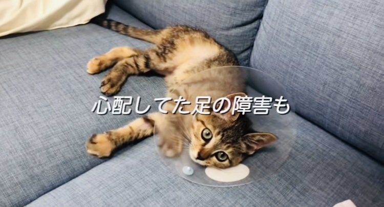 ソファでくつろぐ保護猫