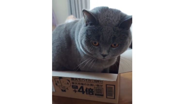 ダンボール箱に入ろうとする猫