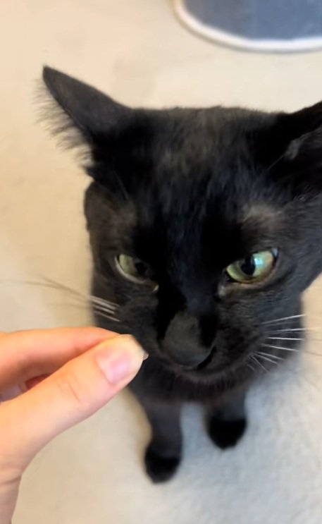 ひげを持っている飼い主とひげをくわえる黒猫