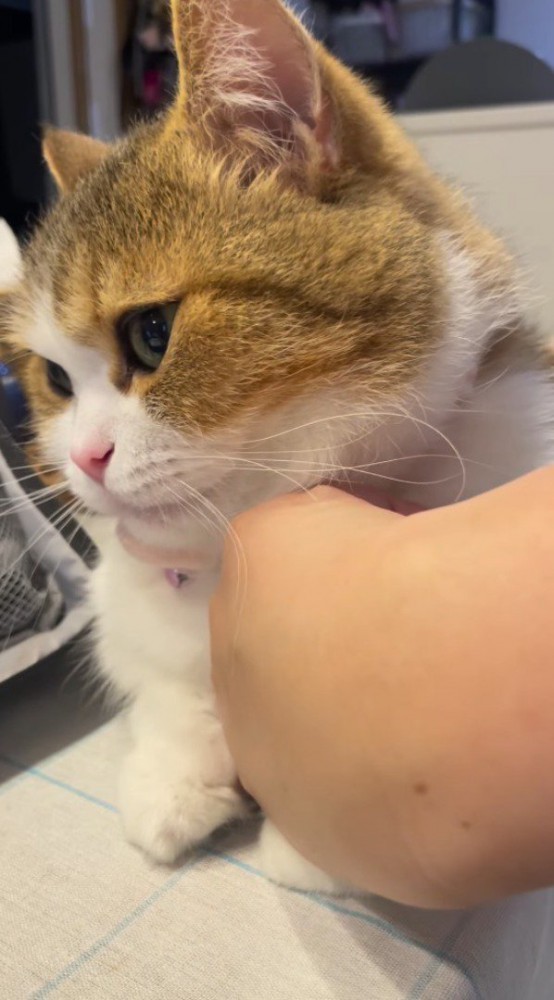 飼い主から目を逸らす猫
