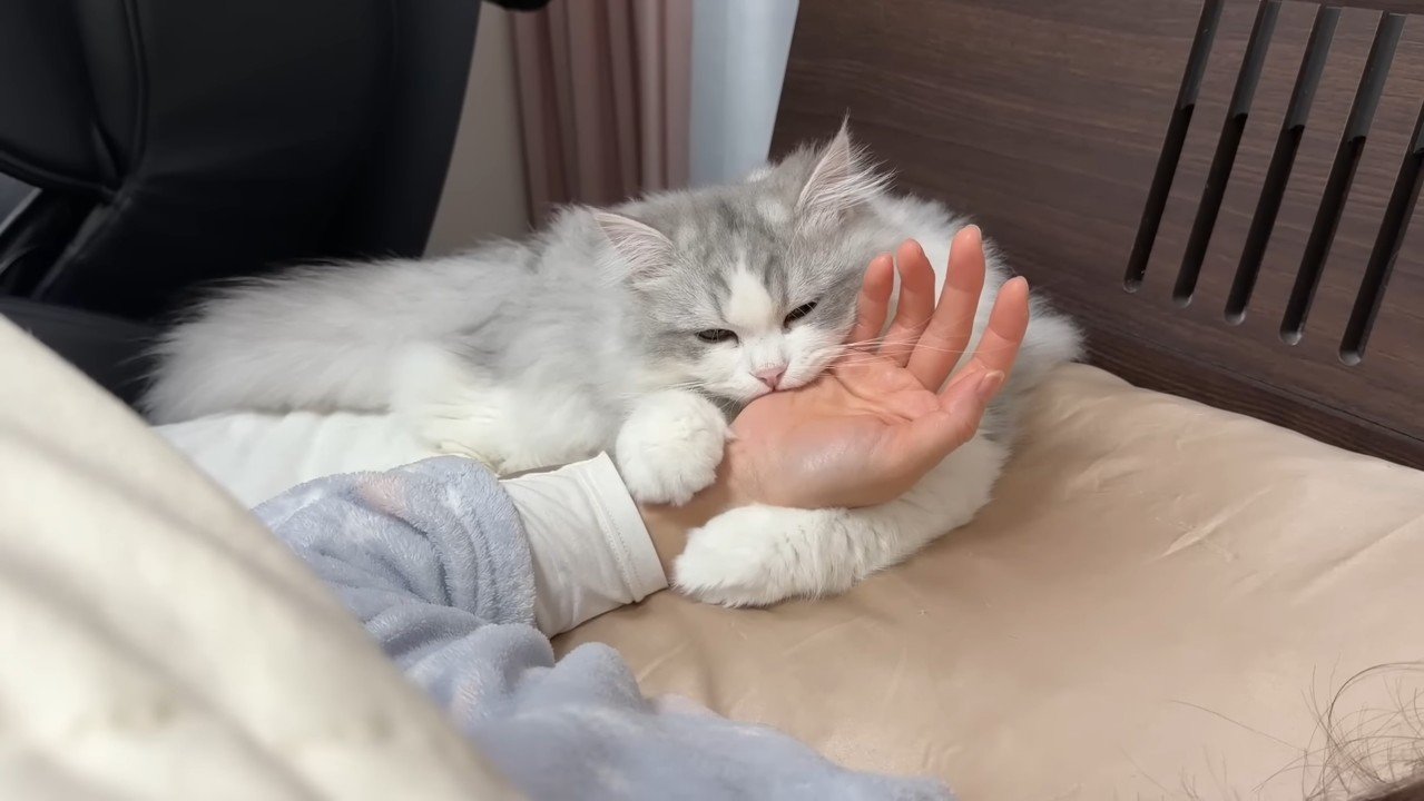 噛みつくしろがね丸くん