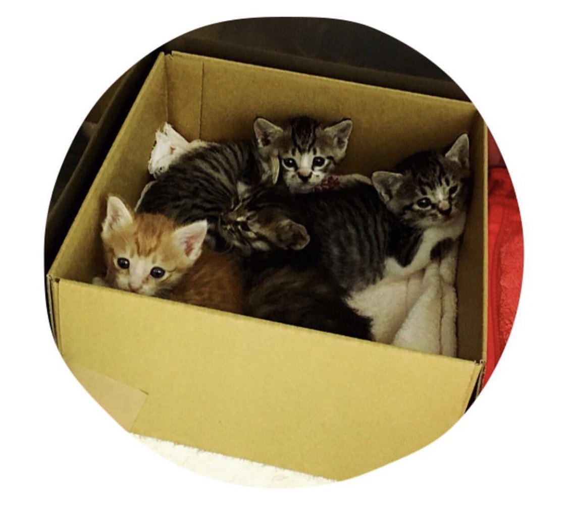 やんちゃ過ぎな子猫「ミツオ」"寅次郎"と"さくら"とも仲良しです♪