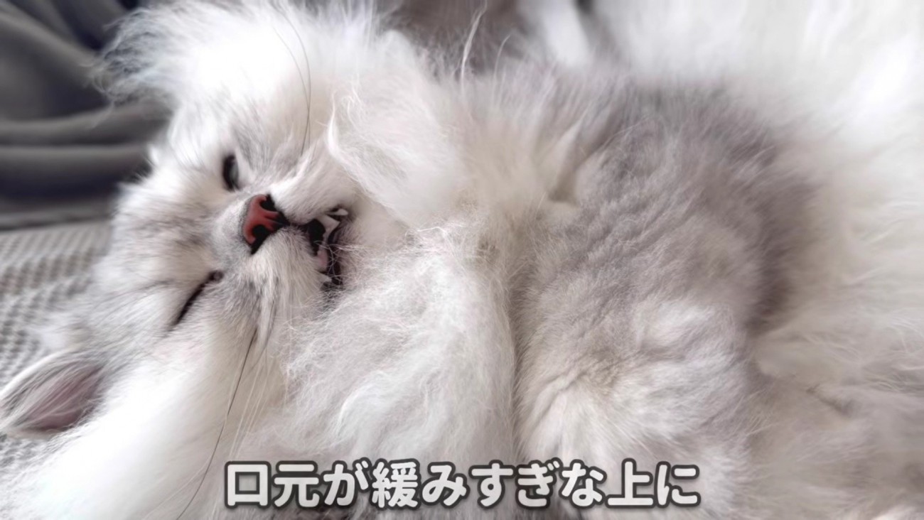 すごいお顔のモルンさん 