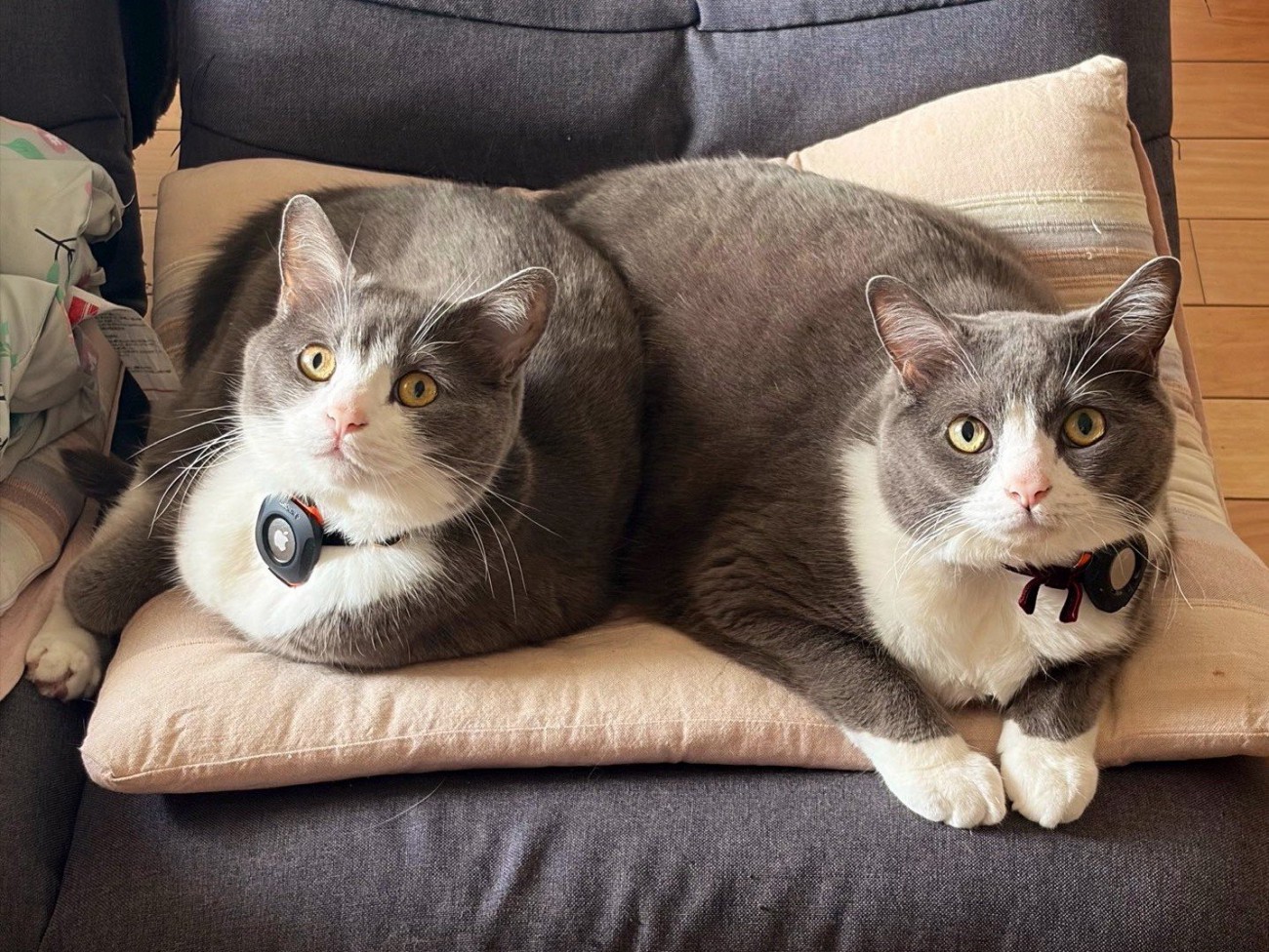 ソファに座り込む2匹の猫