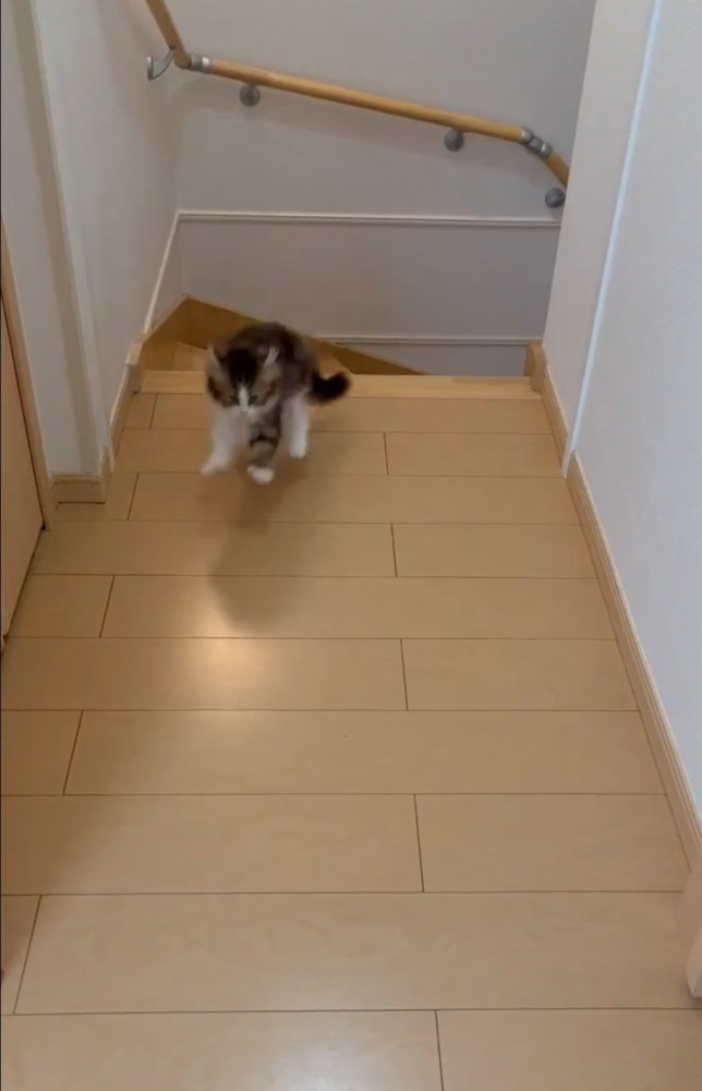 飛び出す子猫