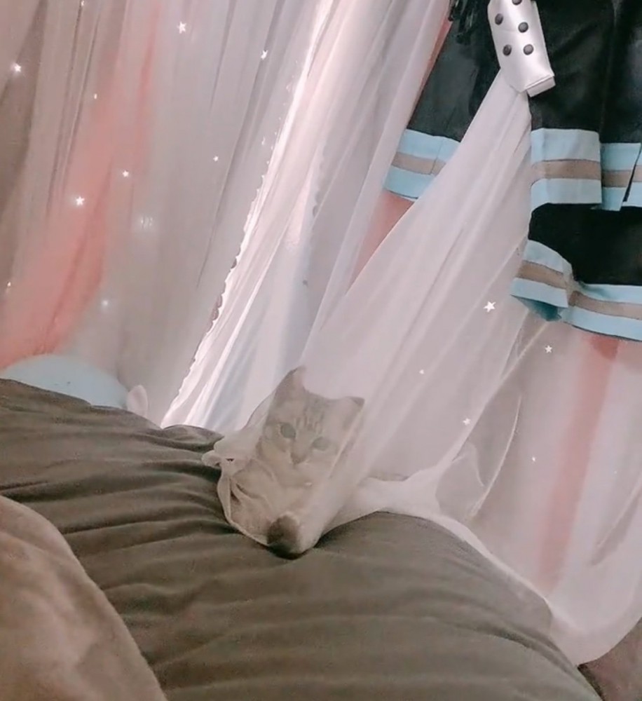 こちらを見つめる子猫