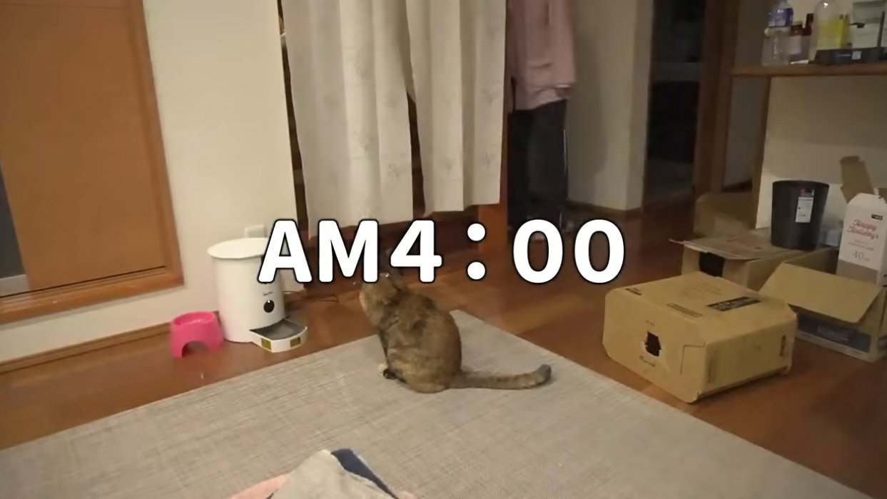 早朝にリビングにいる猫