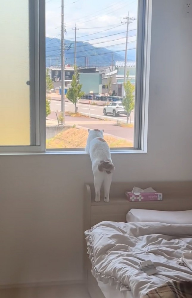 窓の外を眺める猫の後ろ姿2