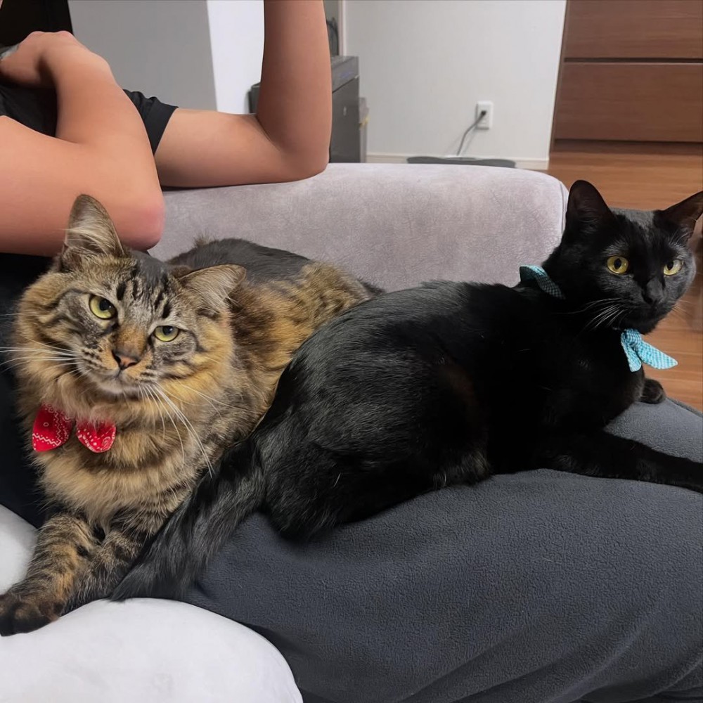 人のひざの上に乗る猫