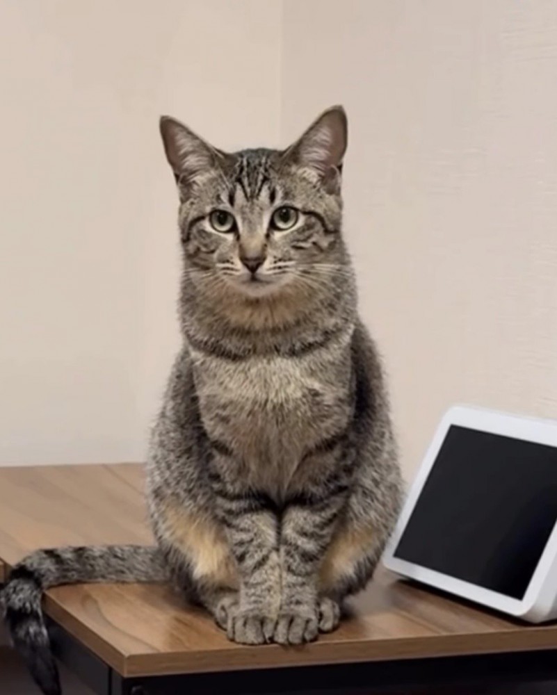 座っているキジトラ猫