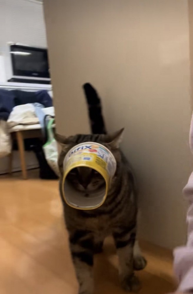 容器から顔が抜けなくなって後退りするアメリカンショートヘア