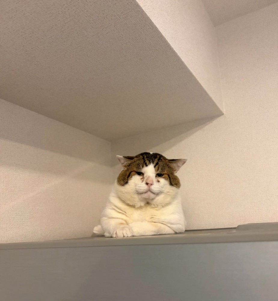 こちらに向き直す猫