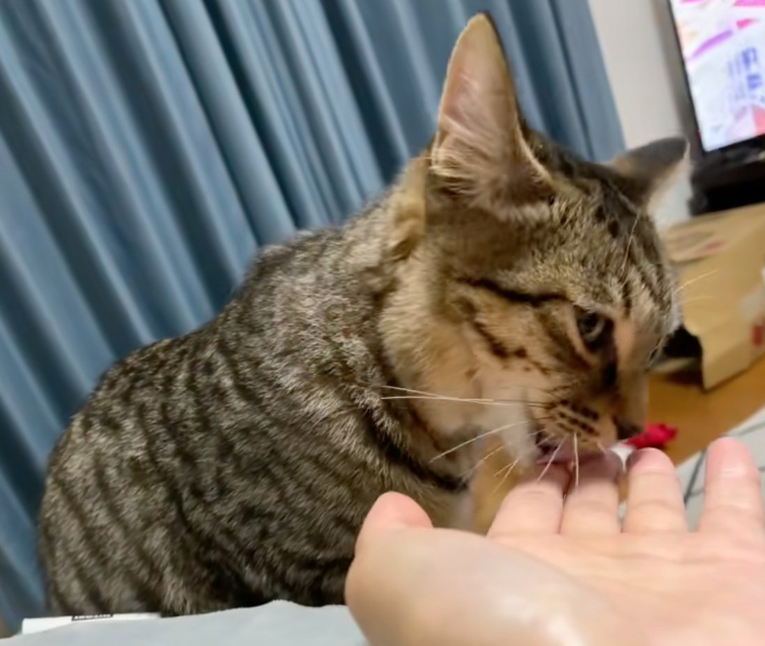 手を舐める猫
