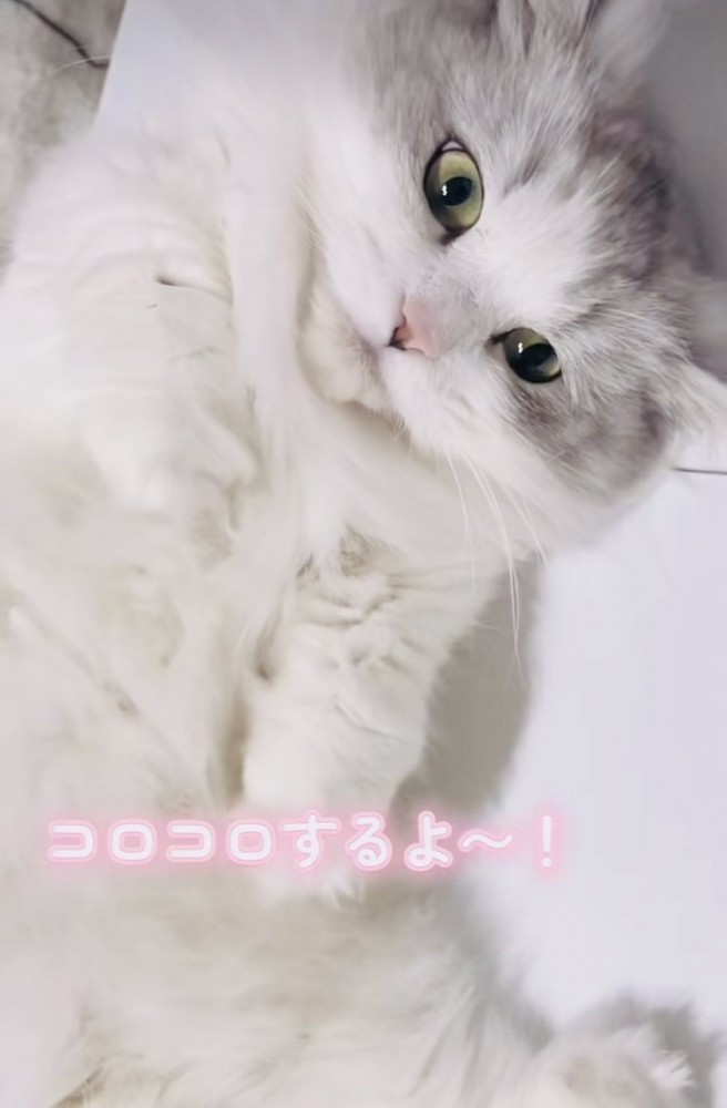 体にコロコロをされるミヌエット