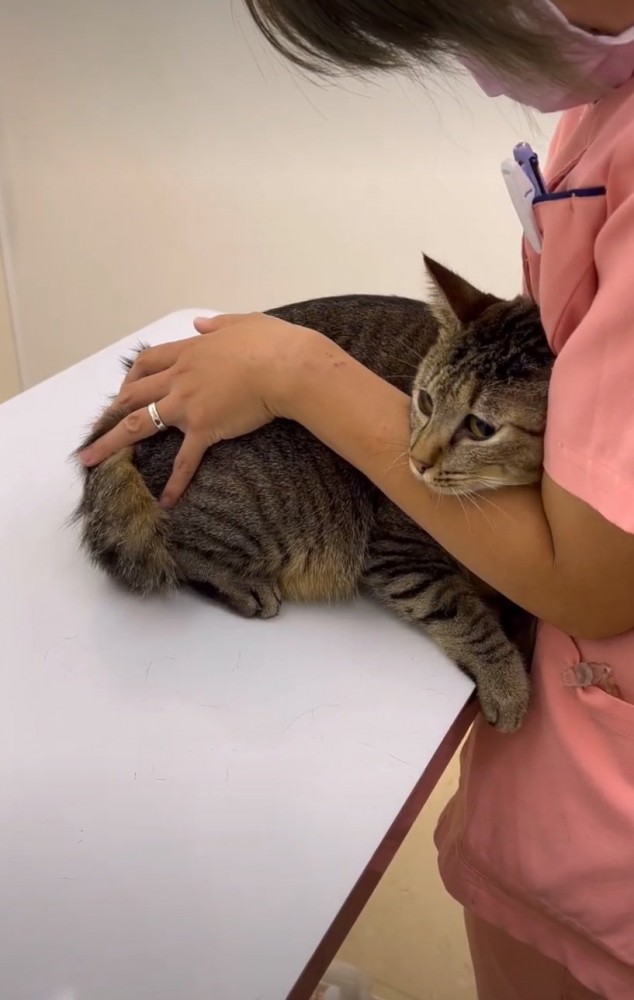 怖がる猫2