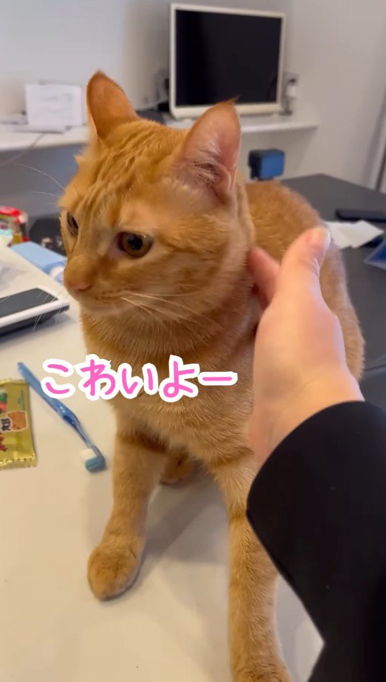 首を撫でられて固まる猫