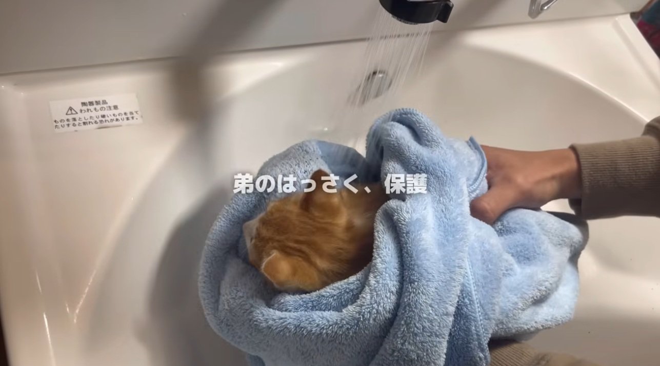 タオルにくるまれている子猫