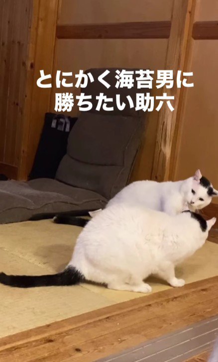 2匹の白黒猫