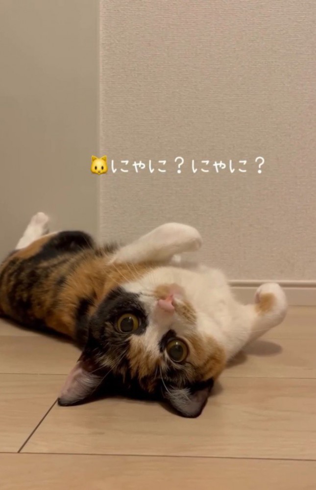 さかさまの猫