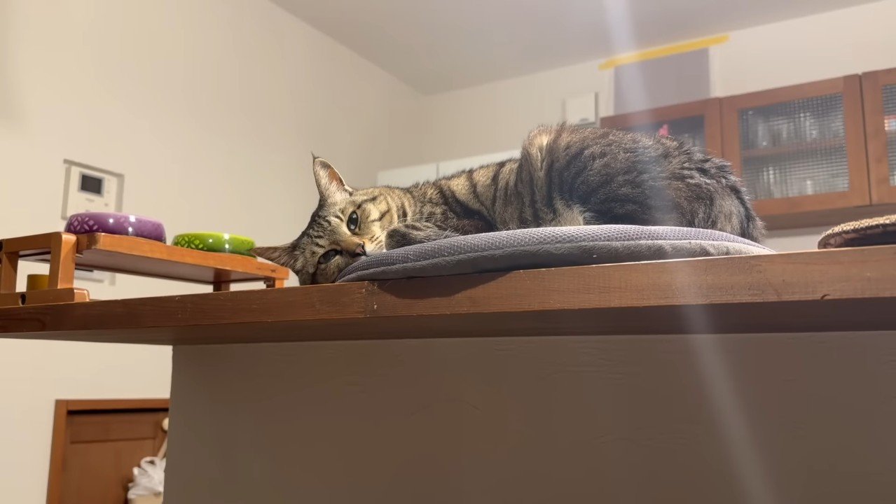 寝そべるキジトラ猫