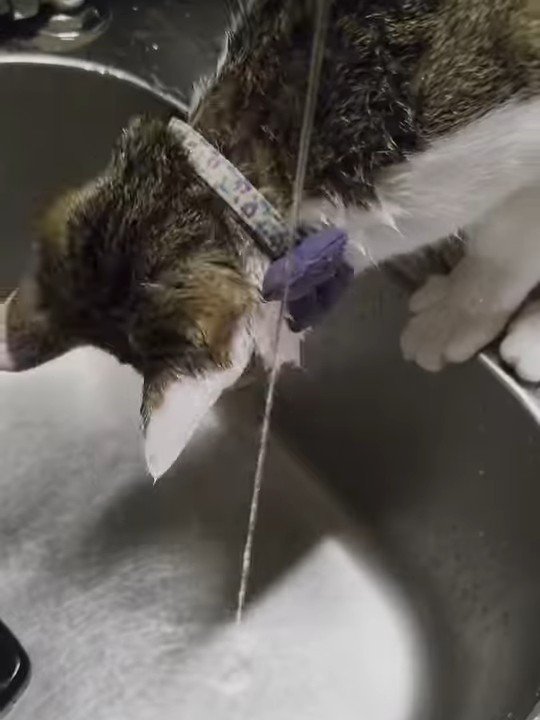 シンクをのぞき込む猫