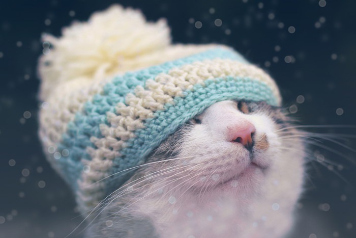 猫用帽子手作りする方法やおすすめ商品