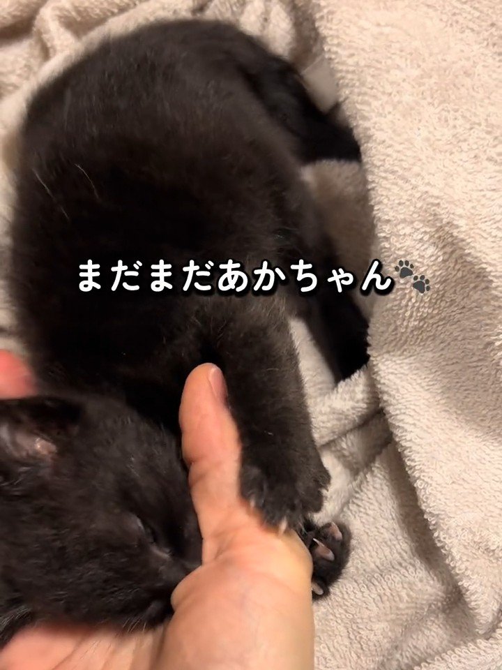 人の手を吸う子猫
