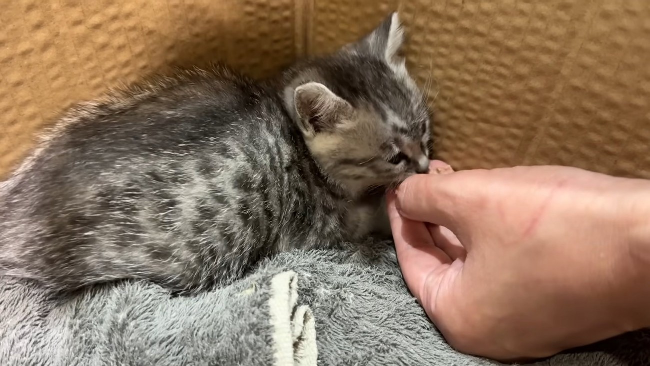 人の手からフードを食べる子猫