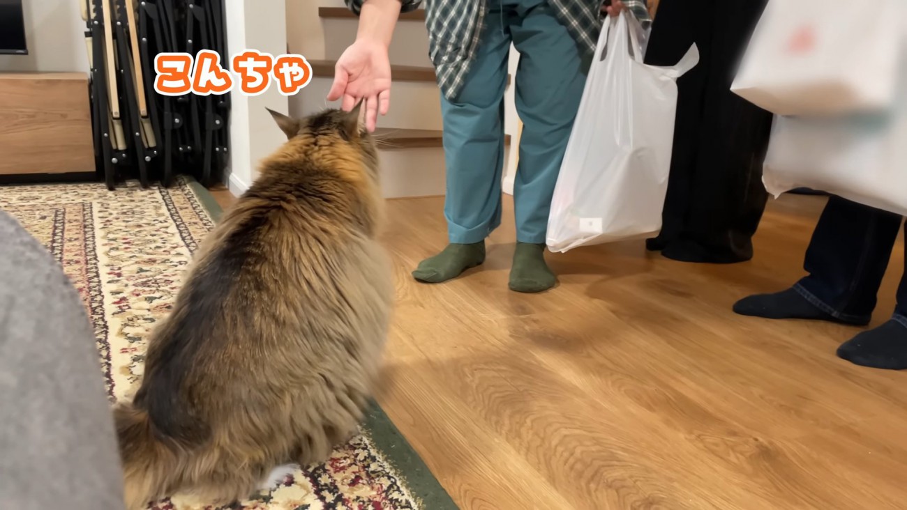 人の手に近づく猫の後ろ姿