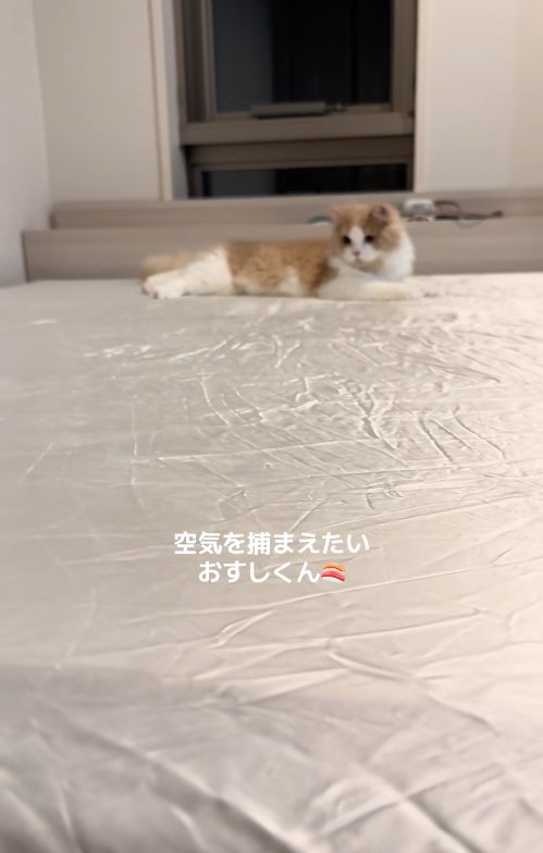 やや盛り上がったシーツを見つめるピントがボケた猫