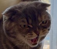 口を開けて顔をしかめる猫のアップ