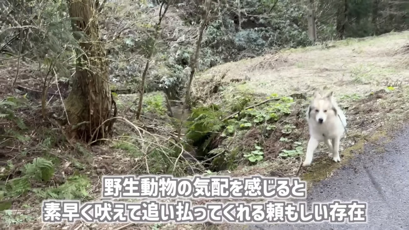 「野生動物の...」のテロップ写真