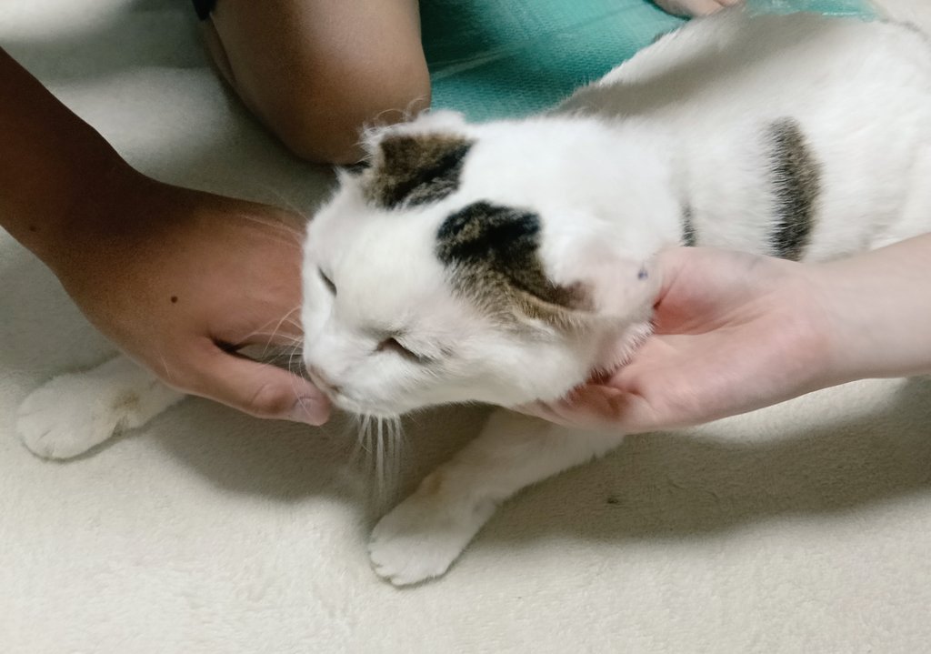 みんなになでられる猫