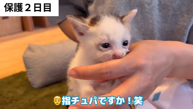 人の指を吸う子猫