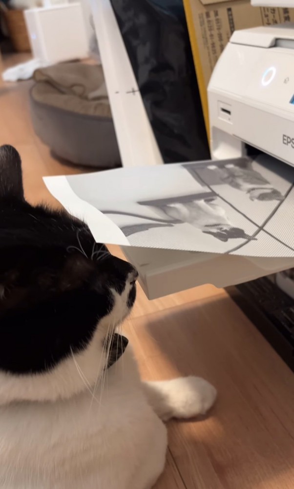 プリンター前に座る猫10