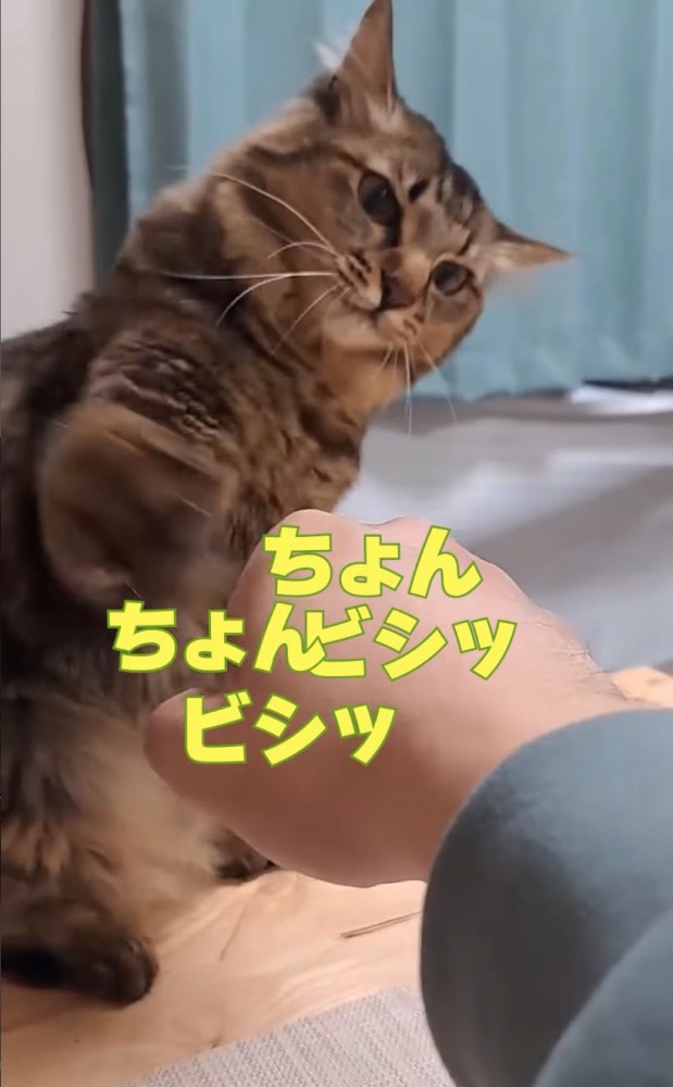 猫パンチする猫