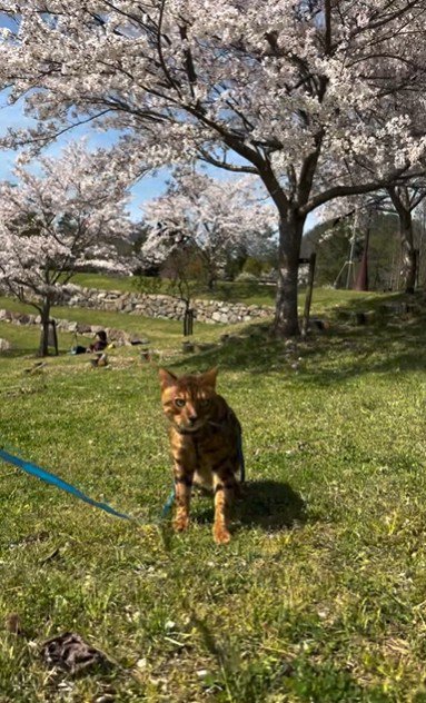 散歩をしている猫