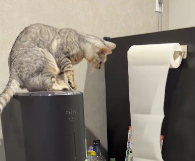 床に落ちたキッチンペーパーを見つめる猫