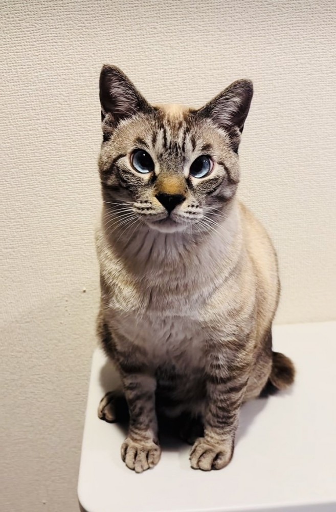 机の上に座るシャムミックス