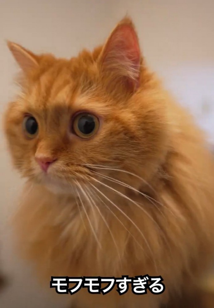 もふもふな猫