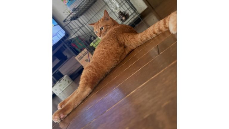 室内にいる猫