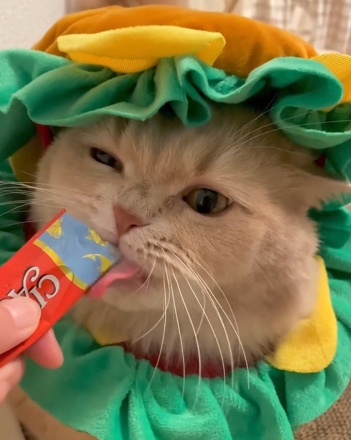 飼い主が持っているおやつを舐める猫