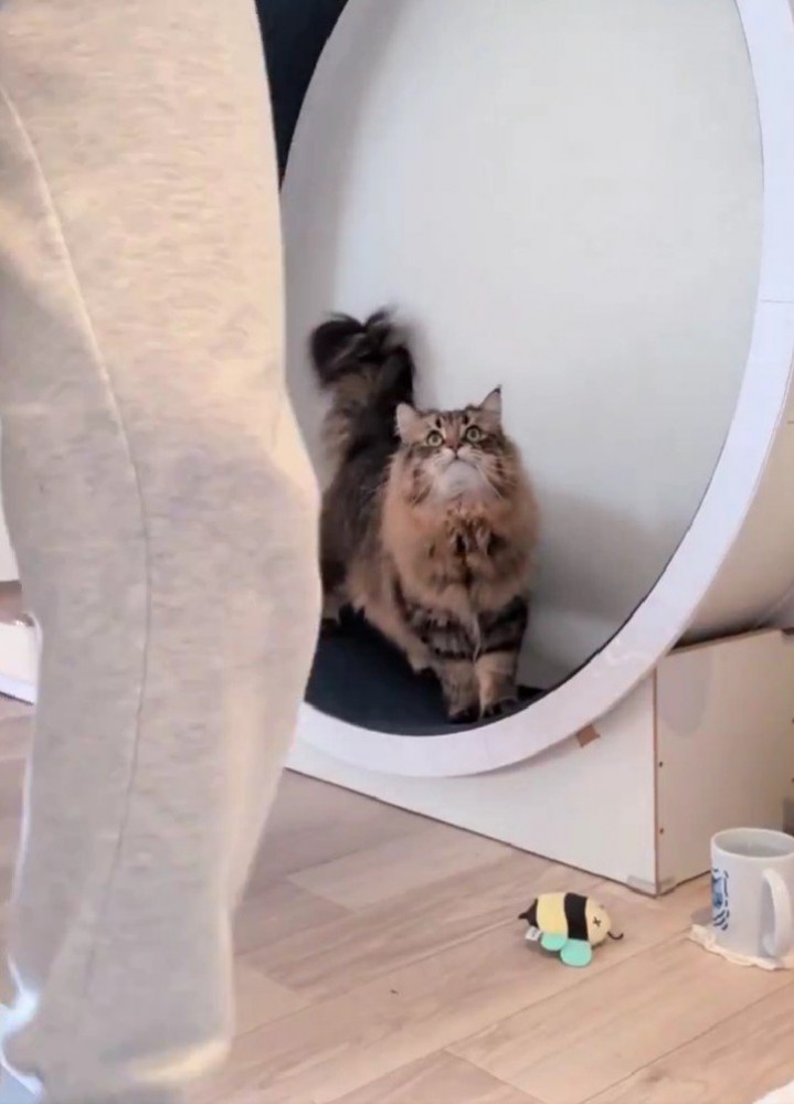 キャットホイールを使う猫