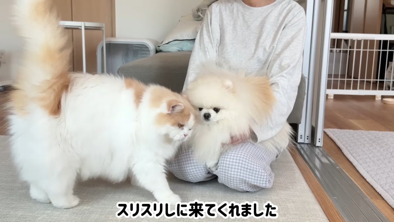 スリスリしに来てくれました