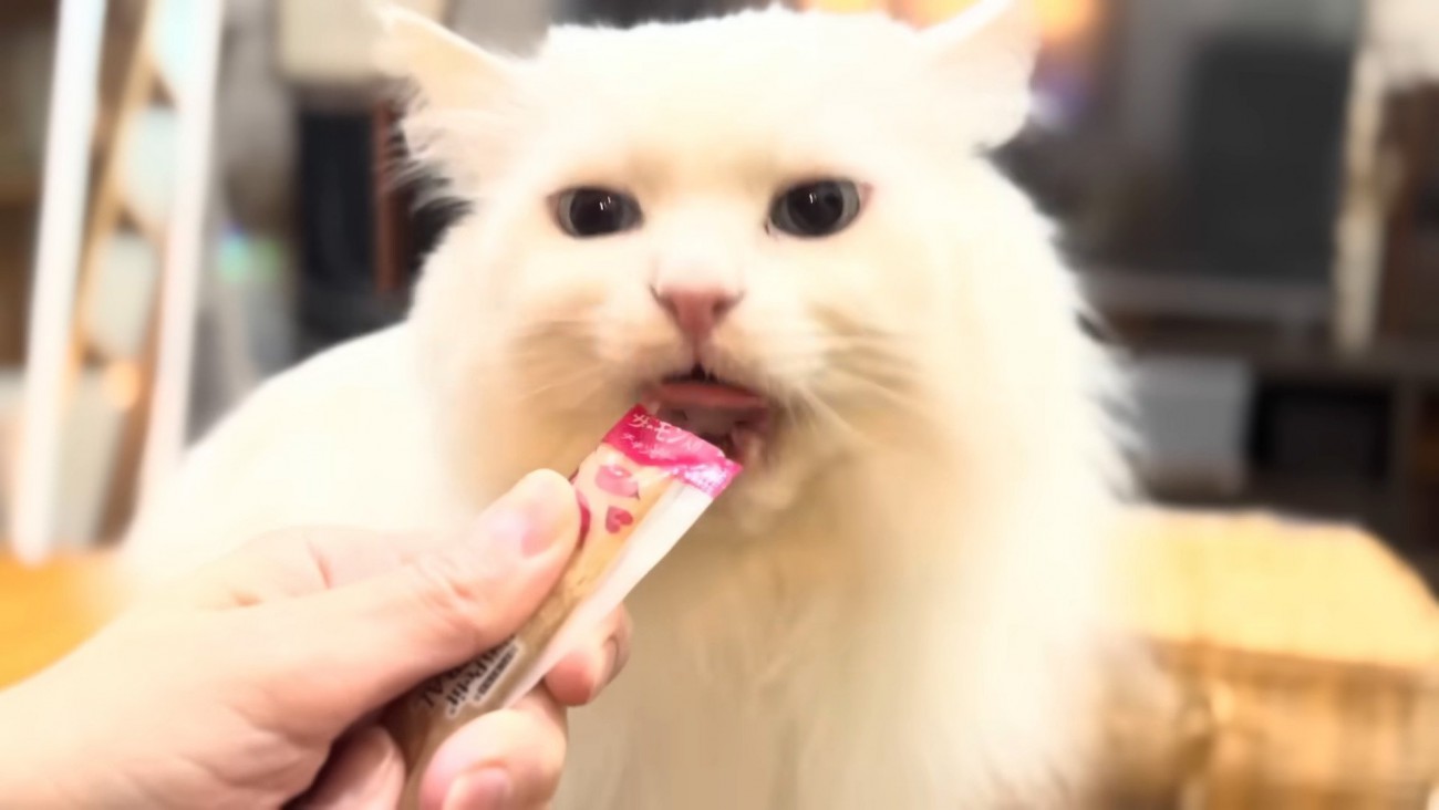 オヤツを食べるシロちゃん