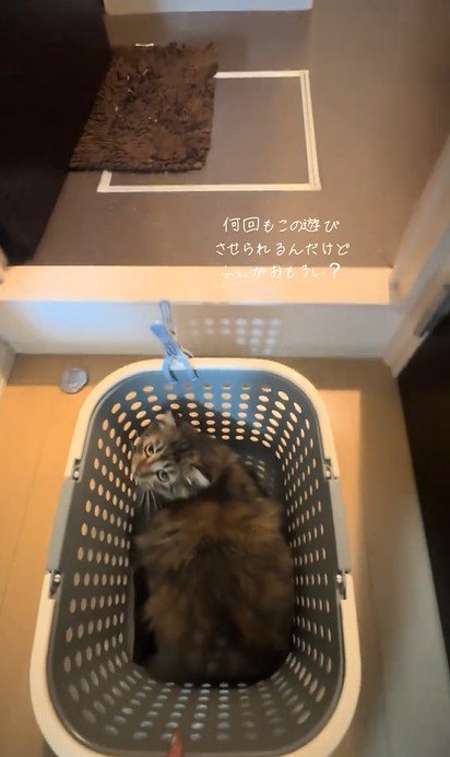 こちらを見上げる猫