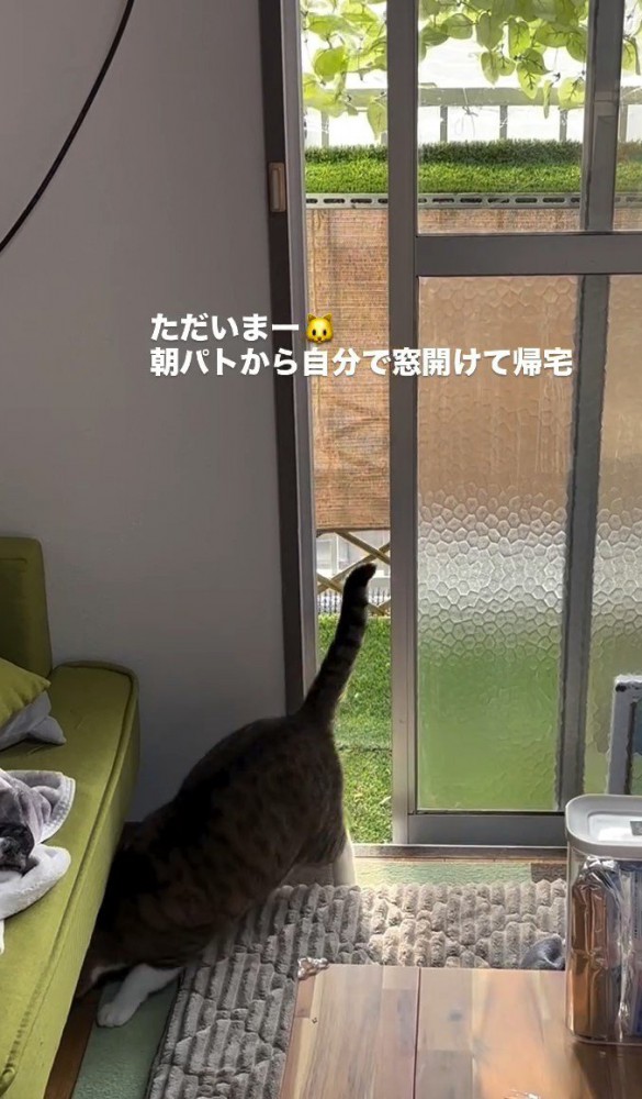 猫1匹と開け放されたままの窓