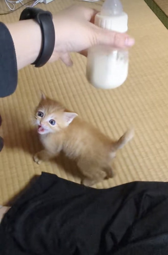 ママが冷ますミルクを追い掛ける赤ちゃん猫