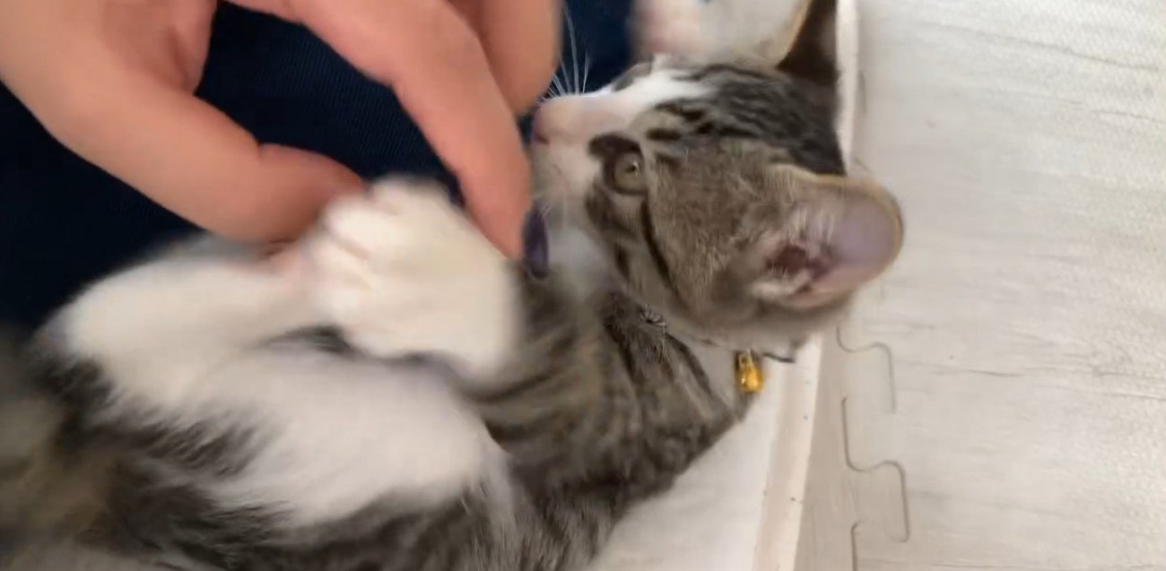 甘えている子猫