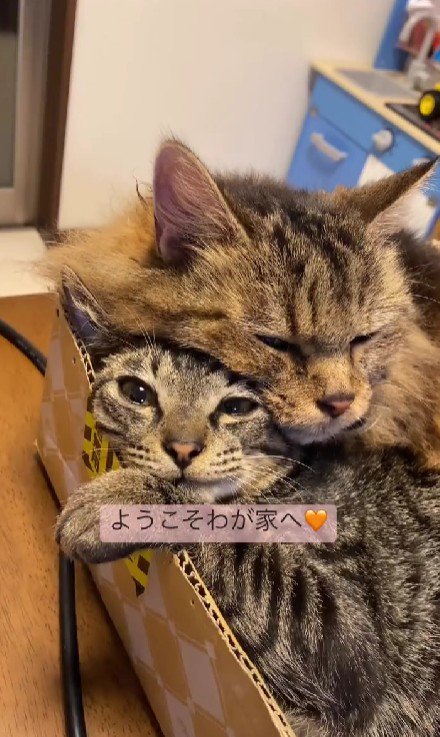 くっついている2匹の猫